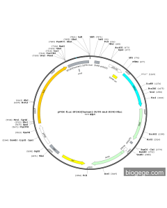 pPGK-fLuc-SF3A3(human)-3UTR-mut-SV40-Rluc