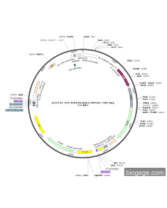 pLV3-H1-2O2-RNH1(human)-shRNA2-TetR-Hyg