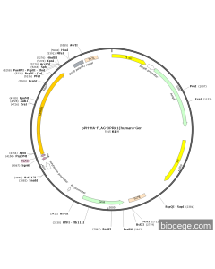 pPH-HA-FLAG-OPRK1(human)-Gen