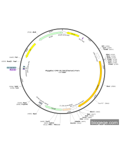 PiggyBac-CMV-SLC6A2(human)-Puro