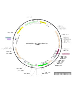 pAAVS1-MSCV-MCS-EF1a-CopGFP-Puro