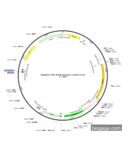 PiggyBac-CMV-ADRB3(human)-CopGFP-Puro