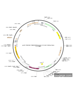 pLV2-TRE3GS-TMEM248(human)-3×FLAG-TetOne-Puro