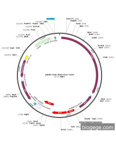 pBAD-Gam-Beta-Exo-Cas9