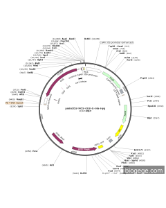 pmini35S-MCS-GUS-6×His-Hyg