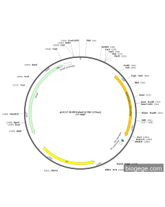 pUC57-BURP(plant)(298-525aa)