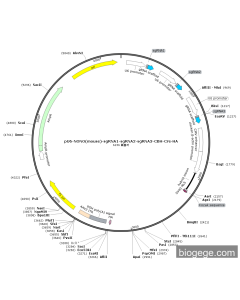 pU6-NONO(mouse)-sgRNA1-sgRNA2-sgRNA3-CBH-Cre-HA