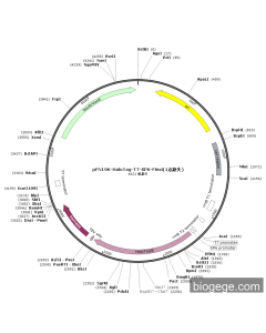 pFN19K-HaloTag-T7-SP6-Flexi(1 point missing)