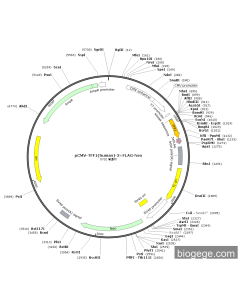pCMV-TFF1(human)-3×FLAG-Neo