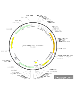 pCMV-CCR5(human)-3×FLAG-Neo