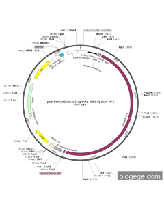 pU6-BRCA2(human)-sgRNA1-CBH-SpCas9-HF1