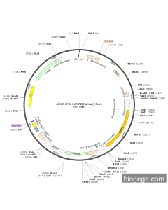 pLV3-CMV-LAMP2(human)-Puro