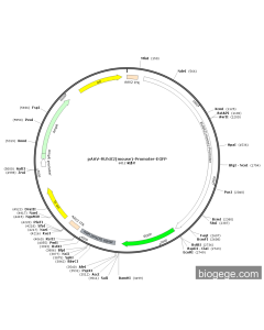 pAAV-RUNX2(mouse)-Promoter-EGFP