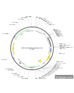 pCMV-circRNA0007444(human)-Neo