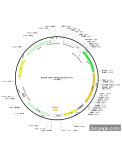 pCMV-EGFP-APOE(human)-Neo