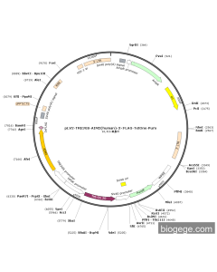 pLV2-TRE3GS-AIM2(human)-3×FLAG-TetOne-Puro