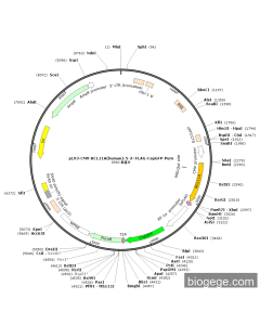 pLV3-CMV-BCL11A(human)-5-3×FLAG-CopGFP-Puro