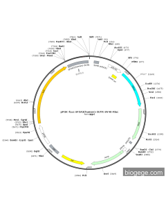 pPGK-fLuc-SF3A3(human)-3UTR-SV40-Rluc