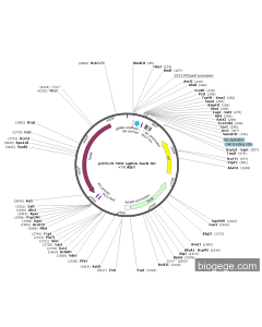 pJ23119-MCS-sgRNA-SacB-Str