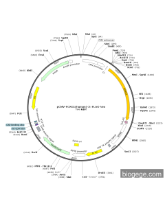 pCMV-FOXG1(human)-3×FLAG-Neo