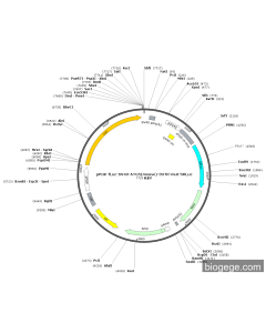 pPGK-fLuc-SV40-ATG5(mouse)-3UTR-mut-hRLuc