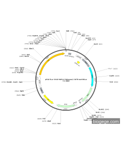 pPGK-fLuc-SV40-MAP1LC3A(mouse)-3UTR-mut-hRLuc