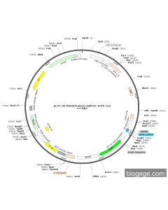 pLV2-U6-KRAS(human)-sgRNA1-EGFP-Zeo