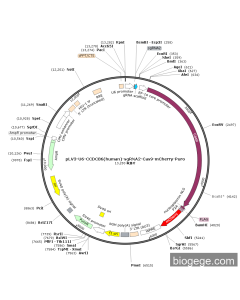 pLV3-U6-CCDC86(human)-sgRNA2-Cas9-mCherry-Puro