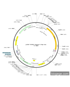 pCMV-TGFBR1-human-3×Myc-Neo