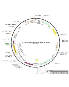 pLV2-TRE3GS-TURBID-G74-Myc-UB(human)-TetOne-Hyg