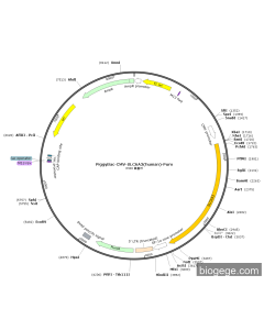 PiggyBac-CMV-SLC6A3(human)-Puro