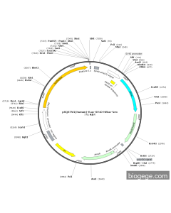 pSQSTM1(human)-fLuc-SV40-hRluc-Neo