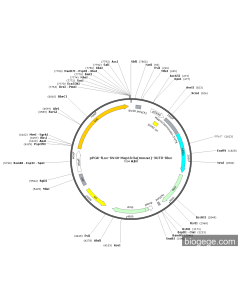 pPGK-Fluc-SV40-Map1lc3a(mouse)-3UTR-Rluc