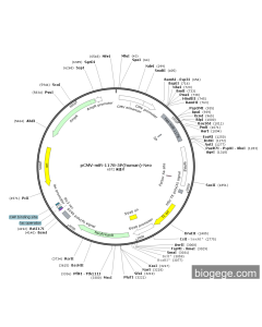 pCMV-miR-1178-5P(human)-Neo