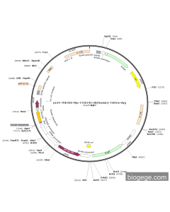 pLV2-TRE3GS-Myc-CTID195-UB(human)-TetOne-Hyg