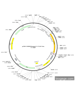 pCMV-GNRHR(human)-3×FLAG-Neo