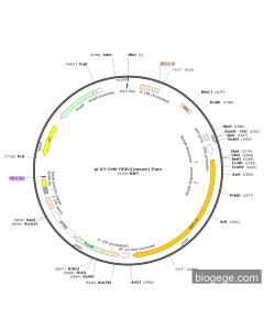 pLV3-CMV-DDR1(mouse)-Puro