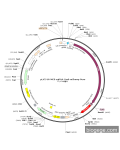 pLV2-U6-MCS-sgRNA-Cas9-mCherry-Puro