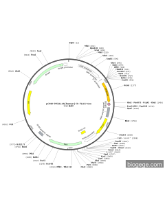 pCMV-PPIAL4A(human)-3×FLAG-Neo