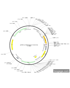 pCMV-IL17A(human)-3×FLAG-Neo