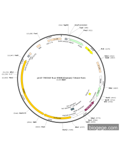 pLV2-TRE3GS-Fluc-ERBB2(human)-TetOne-Puro