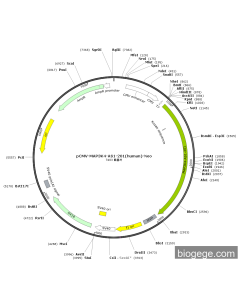 pCMV-MAP3K4-AS1-201(human)-Neo