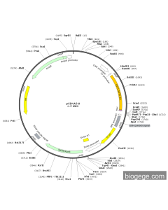 pCMV-EV71-5UTR-2A-Myc-Neo
