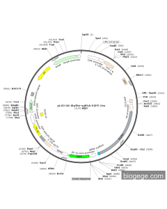 pLV3-U6-Stuffer-sgRNA-EGFP-Zeo