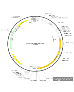 pCCBE1(human)-mut3-Fluc