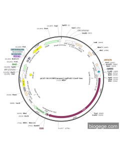 pLV2-U6-KOMP(mouse)-sgRNA2-Cas9-Neo