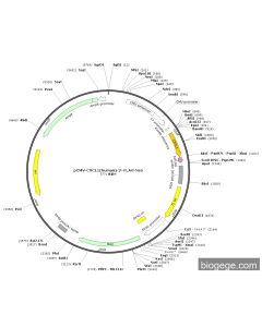 pCMV-CXCL1(human)-3×FLAG-Neo