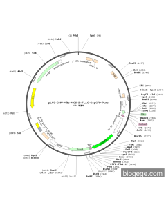 pLV3-CMV-Mito-MCS-3×FLAG-CopGFP-Puro