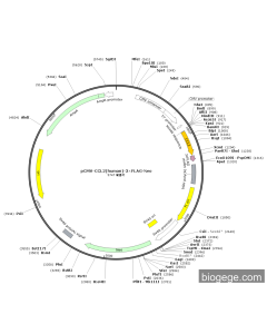 pCMV-CCL2(human)-3×FLAG-Neo