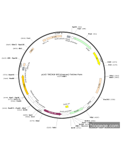 pLV2-TRE3GS-SPI1(mouse)-TetOne-Puro
